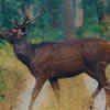 Article image for: All deer species in India, and national parks where visitors can spot them