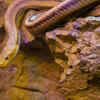 Bannerghatta Biological Park, Karnataka
