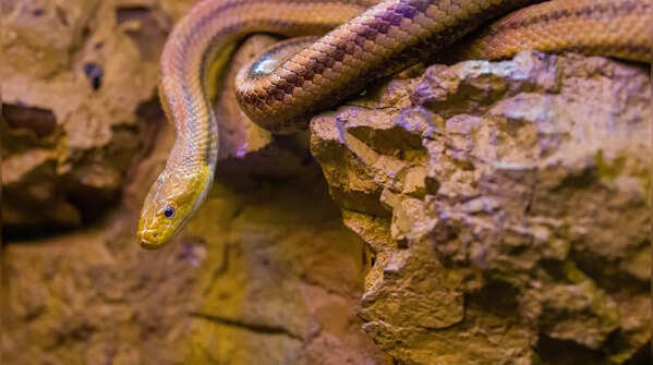 Bannerghatta Biological Park, Karnataka