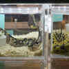 Article image for: Parassinikadavu Snake Park, Kerala