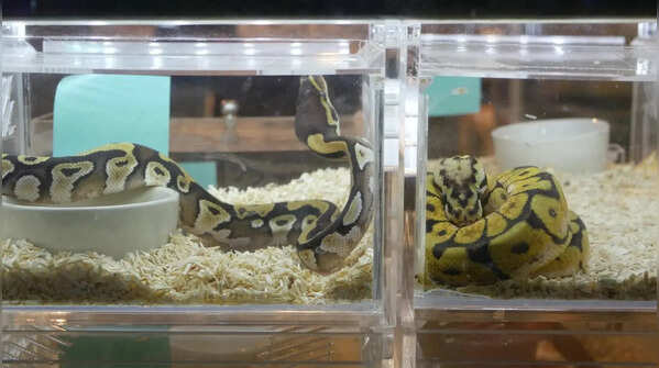 Parassinikadavu Snake Park, Kerala