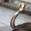 Article image for: Chennai Snake Park, <i class="tbold">tamil</i> Nadu