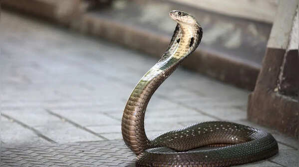 Chennai Snake Park, Tamil Nadu