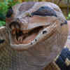 Article image for: Katraj Snake Park, Maharashtra