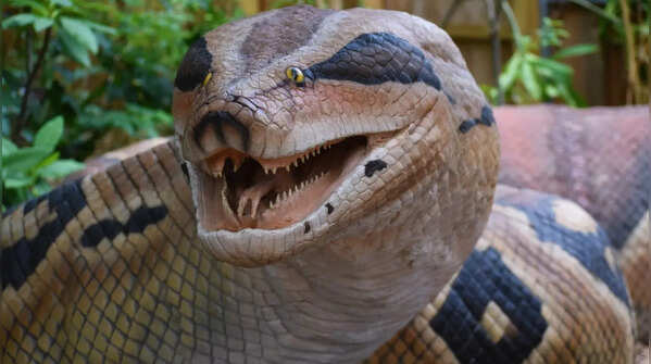 Katraj Snake Park, Maharashtra