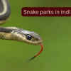 Article image for: 5 snake parks in India where travellers can spot rare and venomous species and how to reach them