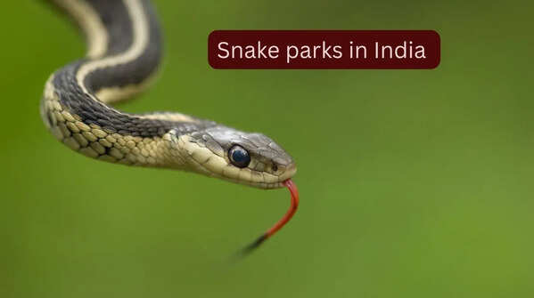 5 snake parks in India where travellers can spot rare and venomous species and how to reach them