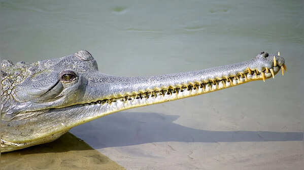 10 surprising facts about gharials