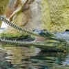 Why gharials matter