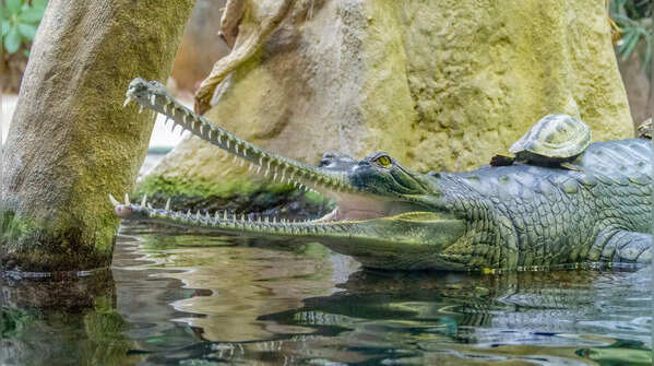 Why gharials matter