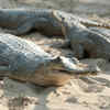 Most wild gharials now survive in only a limited number of river systems