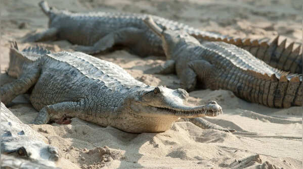Most wild gharials now survive in only a limited number of river systems