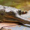 Unlike many crocodilians, they are not known to commonly carry hatchlings in their mouths