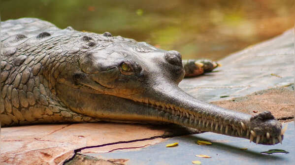 Unlike many crocodilians, they are not known to commonly carry hatchlings in their mouths