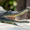 Female gharials can lay dozens of eggs at a time