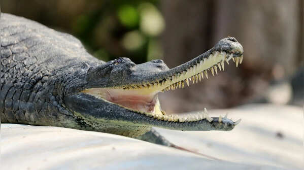 Female gharials can lay dozens of eggs at a time