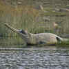 They are not well adapted for moving on land