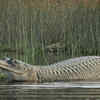 They can grow over 5 meters long