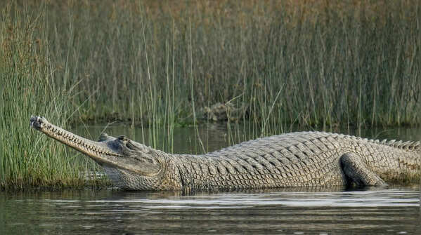 They can grow over 5 meters long