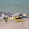 Adult males develop a “ghara” on their snout
