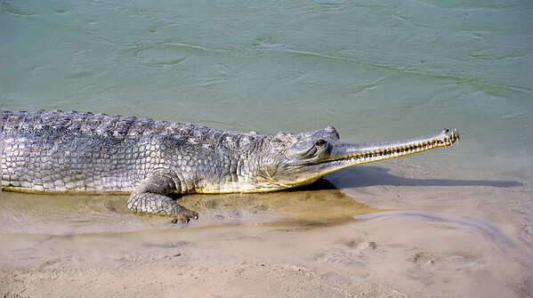 Adult males develop a “ghara” on their snout