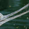 Gharials are mainly fish-eaters