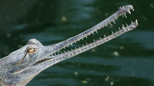 Gharials are mainly fish-eaters