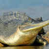 They are one of the three crocodilian species found in India