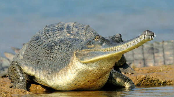They are one of the three crocodilian species found in India