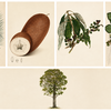 Article image for: Why it’s bloom time again for botanical art