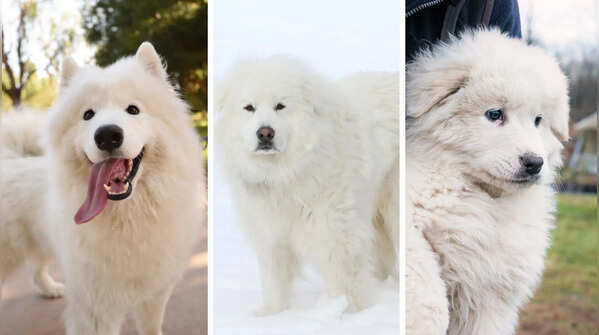 5 dogs that look like polar bears