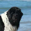 Newfoundland (light-coloured varieties)