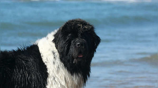 Newfoundland (light-coloured varieties)