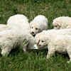 Kuvasz
