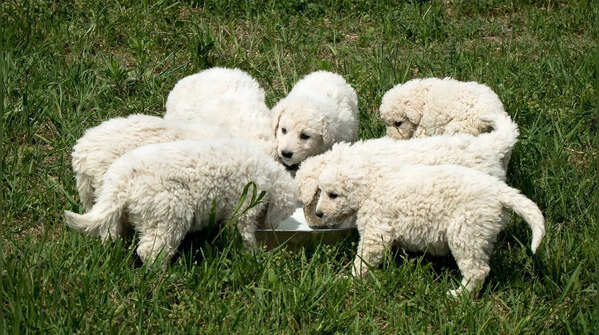 Kuvasz