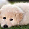 Maremma Sheepdog