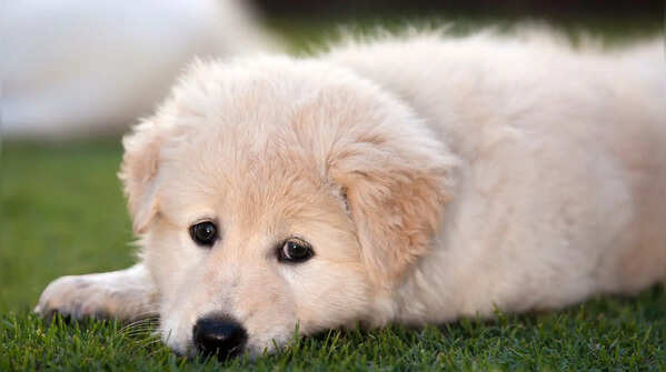 Maremma Sheepdog