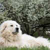 Great Pyrenees                      