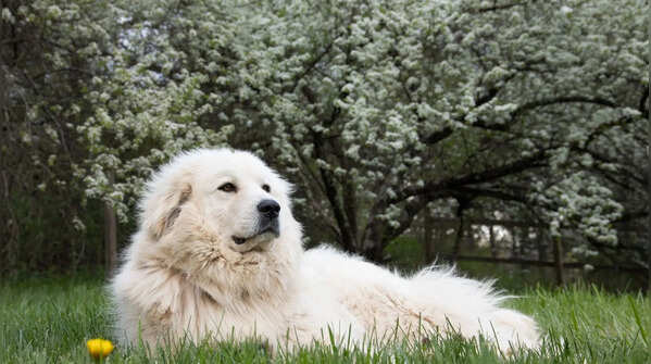 Great Pyrenees