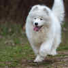 Samoyed