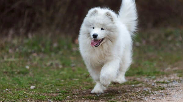 Samoyed