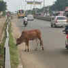 Article image for: Stray cattle menace increases as enforcement weakens in Trichy