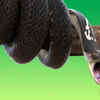 Thinking that every snake is dangerous and aggressive
