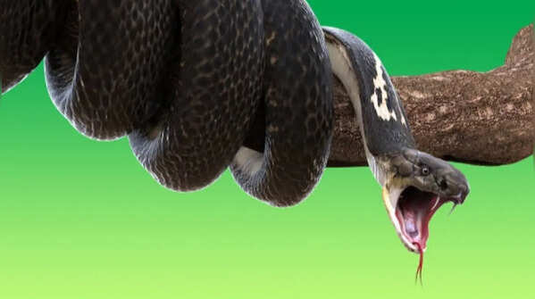 Thinking that every snake is dangerous and aggressive