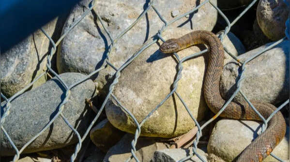 Blocking its escape route