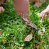 Getting close in order to identify the snake