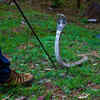 Trying to kill the snake instantly