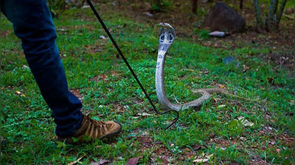 Trying to kill the snake instantly