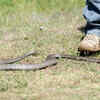 Acting impulsively and running towards the snake