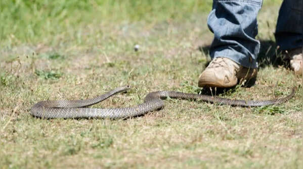 Acting impulsively and running towards the snake